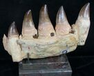 Large Mosasaurus Jaw Section On Stand - A Real One! #8970-5